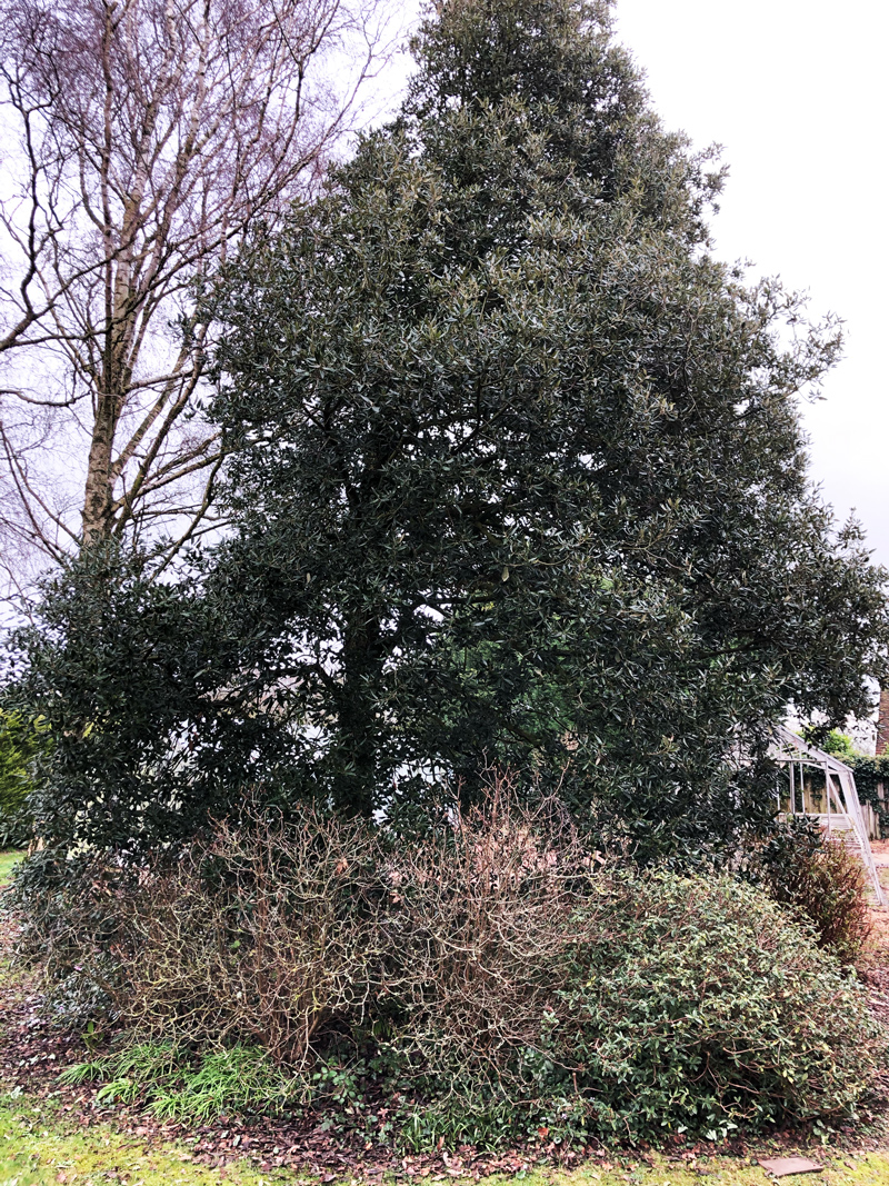 image-before