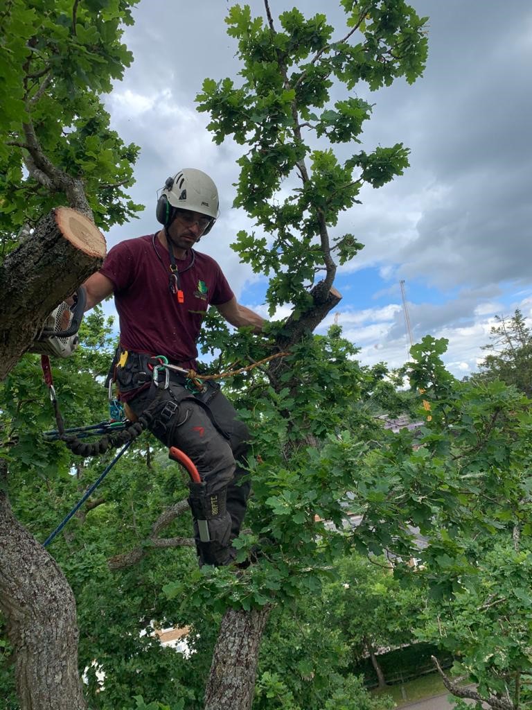 Tree Cutting