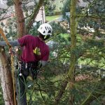 How to Look After Your Trees | Your Questions Answered