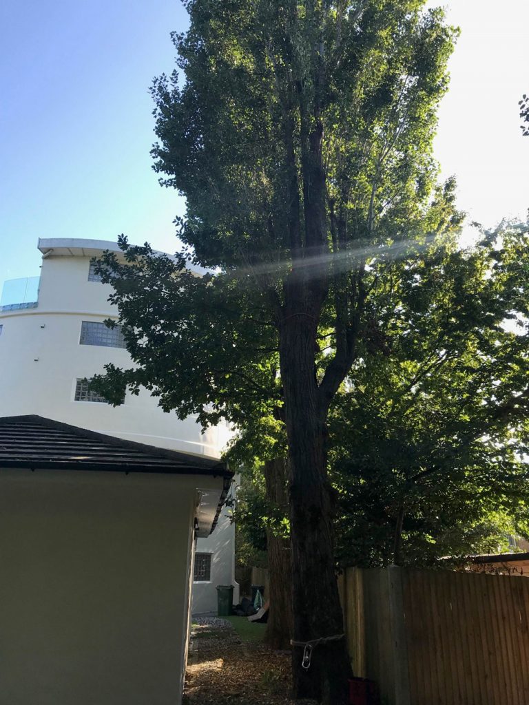 Lombardy Poplar Removal in Progress
