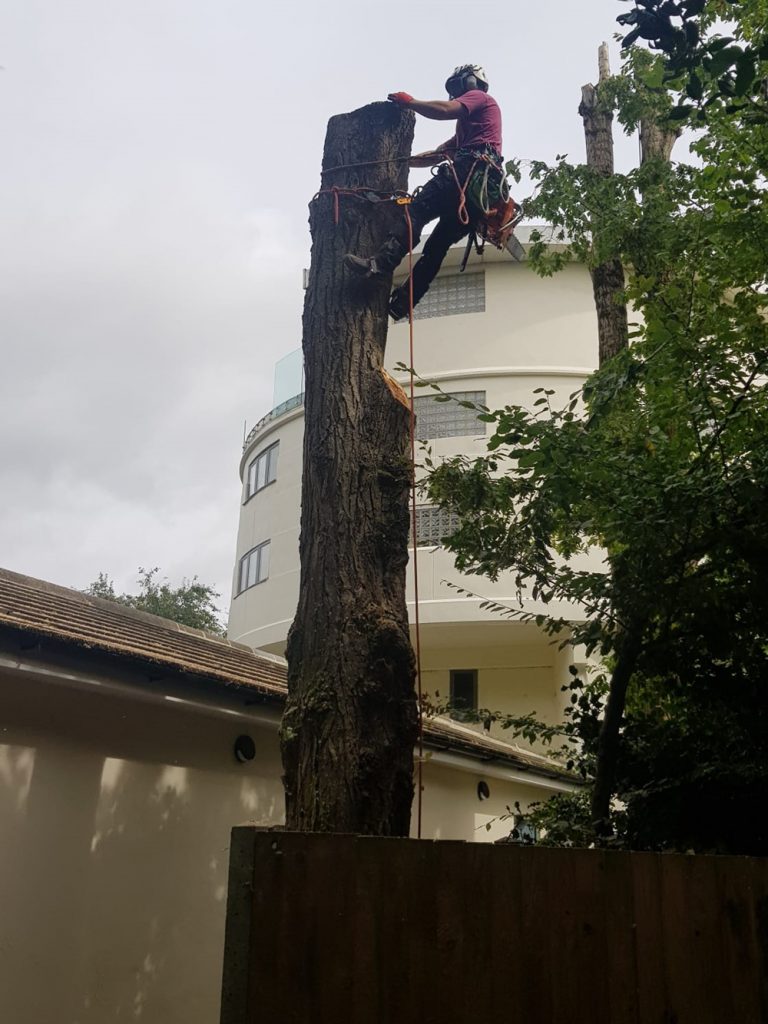 Lombardy Poplar Removal in Progress
