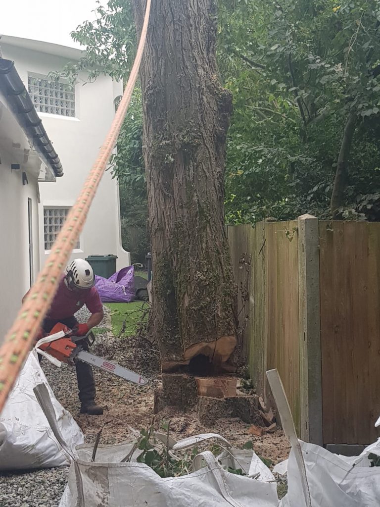 Lombardy Poplar Removal in Progress