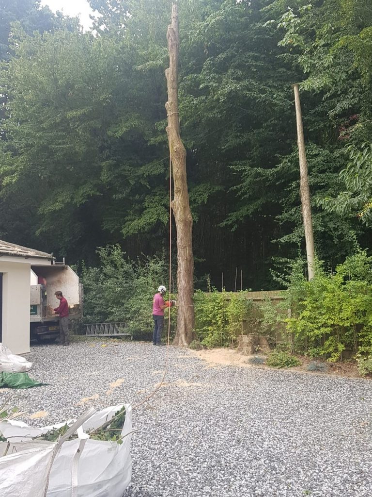 Lombardy Poplar Removal in Progress
