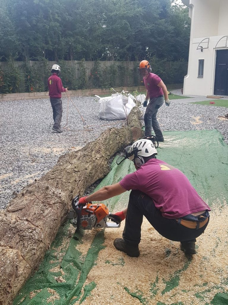 Lombardy Poplar Removal in Progress