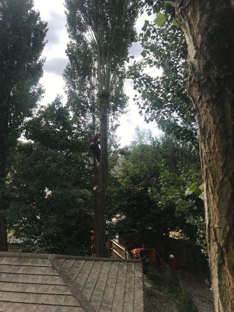 Lombardy Poplar Removal in Progress