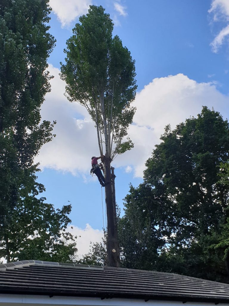 Lombardy Poplar Removal in Progress