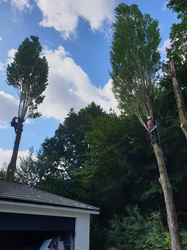 Lombardy Poplar Removal Project