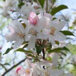 What is Tree Pollen?