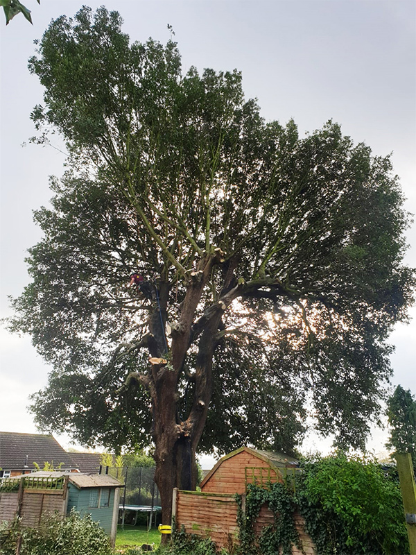 Holm Oak Tree Pollard in Maidstone - Progress