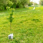 How Tree Planting Helps The Environment