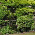 What Is A Tree Survey?