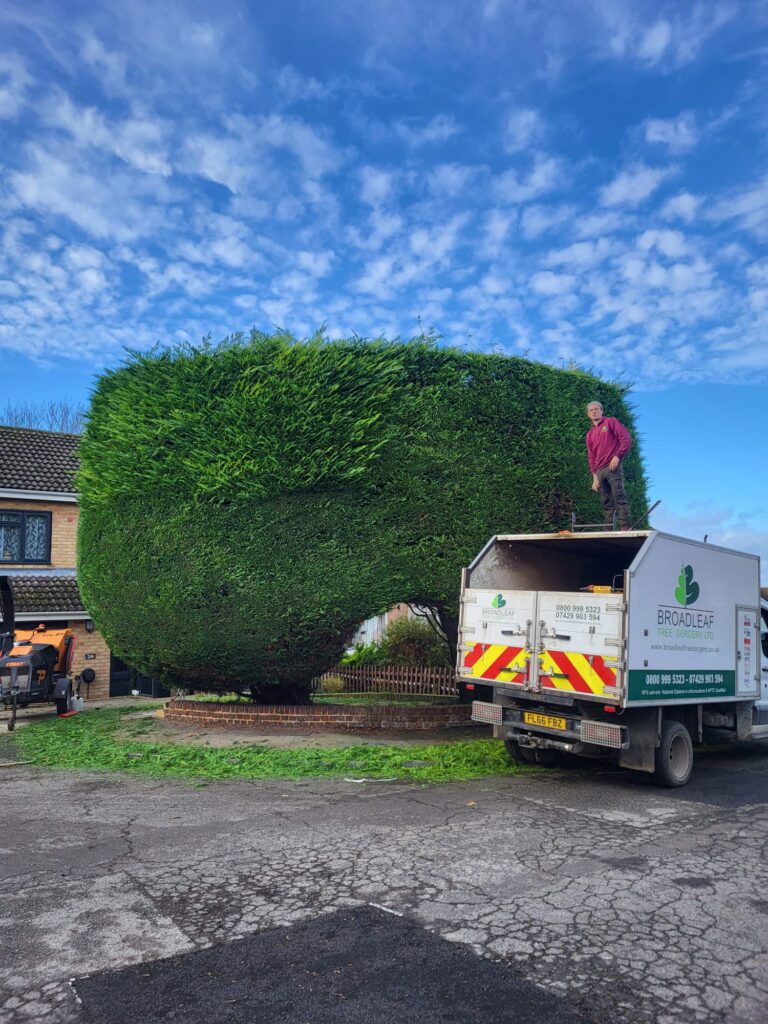 Hedge trimming Leylandii cypress